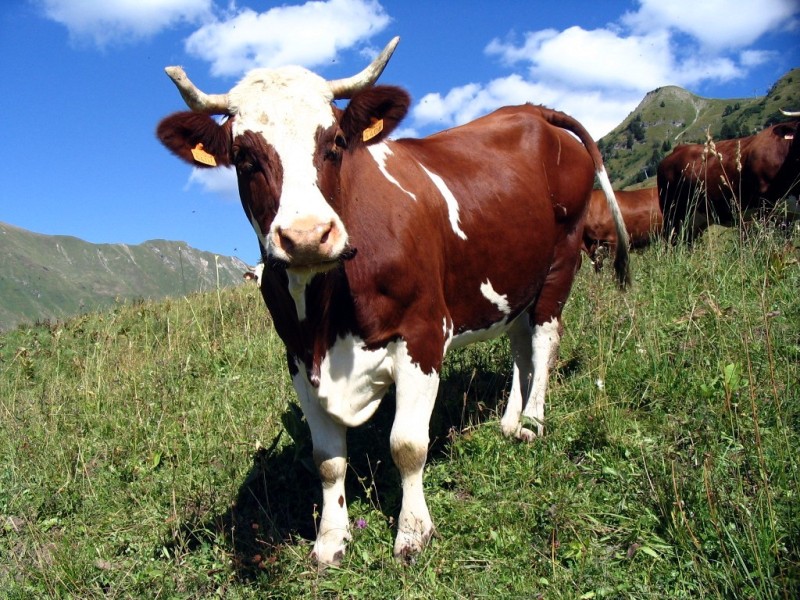 muuu