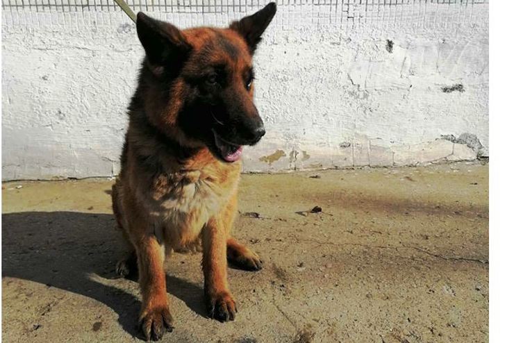 Фото: В Самарской области отправили на заслуженный отдых служебных собак УФСИН — Портал «НеСлухи.рф» (nesluhi.info) В Самарской области отправили на заслуженный отдых служебных собак УФСИН — Портал «НеСлухи.рф» (nesluhi.info)
