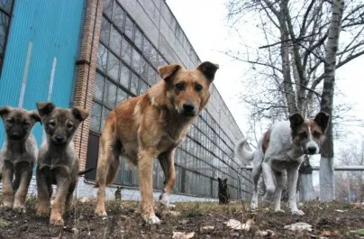 Фото: Бастрыкин поручил ускорить расследование дела о нападении собак на подростка в Самарской области — Портал «НеСлухи.рф» (nesluhi.info) Бастрыкин поручил ускорить расследование дела о нападении собак на подростка в Самарской области — Портал «НеСлухи.рф» (nesluhi.info)